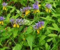 Melampyrum polonicum blooms in the forest