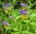 Melampyrum polonicum blooms in the forest