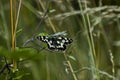 Melanargia galatea chess butterfly in natural habitat looking for food Royalty Free Stock Photo