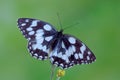 Melanargia galathea Royalty Free Stock Photo