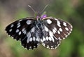 Melanargia galathea butterfly Royalty Free Stock Photo