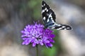 Melanargia galathea butterfly Royalty Free Stock Photo