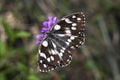 Melanargia galathea butterfly Royalty Free Stock Photo
