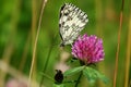 Melanargia galathea,European butterfly