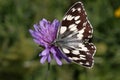 Melanargia galathea, Marbled White butterfly