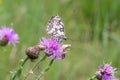 Melanargia galathea, the marbled white, butterfly on Centaurea jacea flower closeup Royalty Free Stock Photo