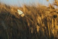 Melanargia galathea, marbled white butterfly in a weat field Royalty Free Stock Photo