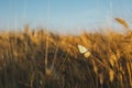 Melanargia galathea, marbled white butterfly in a weat field Royalty Free Stock Photo