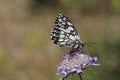 Melanargia galathea, Marbled White butterfly Royalty Free Stock Photo