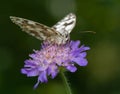 Melanargia galathea syn. Agapetes galathea