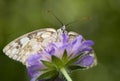 Melanargia galathea syn. Agapetes galathea