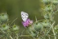 Melanargia Lachesis Butterfly sucking on thistle