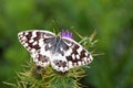 Melanargia larissa , the Balkan marbled white butterfly