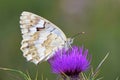 Melanargia larissa , the Balkan marbled white butterfly