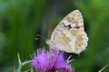 Melanargia larissa , the Balkan marbled white butterfly