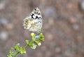 Melanargia larissa , the Balkan marbled white butterfly