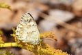 Melanargia larissa , the Balkan marbled white butterfly