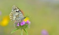 Melanargia larissa 63