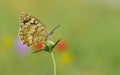 Melanargia larissa 270