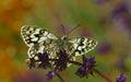 Melanargia larissa 273