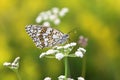 Melanargia russiae. Marigold butterfly on a meadow in the Altai region of Russia Royalty Free Stock Photo