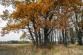 Melancholic autumn landscape. Almost leafless old oak grove in a cloudy evening.