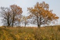 Melancholic autumn landscape. Almost leafless trees on the fading field in the cloudy evening.