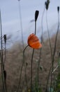 Melancholic wildflower poppy blooming in the field