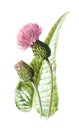 Melancholy thistle or Cirsium heterophyllum flower. or spineless herb in the sunflower family. Antique hand drawn field flowe