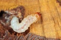 Melandryidae larva (Orchesia micans or luteipalpis).