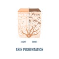 Human skin tone pigmentation diversity infographic diagram