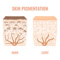 Human skin tone pigmentation diversity infographic diagram