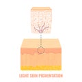 Light skin tone pigmentation mechanism medical diagram