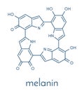 Melanin eumelanin, proposed oligomeric structure model. Primary determinant of skin color. Skeletal formula.