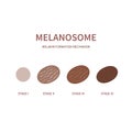 Melanin synthesis during melanosome maturation process diagram Royalty Free Stock Photo