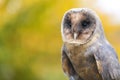 Melanistic or Black Barn Owl Royalty Free Stock Photo