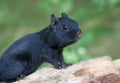 Melanistic Black chipmunk