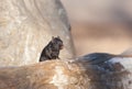 Melanistic Black chipmunk