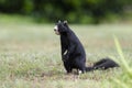 Black Fox Squirrel, Watkinsville, Georgia, USA Royalty Free Stock Photo