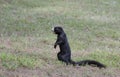 Black Fox Squirrel, Watkinsville, Georgia, USA Royalty Free Stock Photo