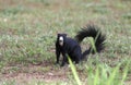 Melanistic Black Fox Squirrel, Watkinsville, Georgia, USA Royalty Free Stock Photo