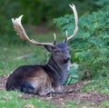 Melanistic black fallow deer buck