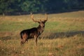 A melanistic black fallow deer stag during the rut