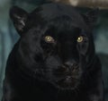A melanistic black jaguar