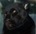 A melanistic black jaguar