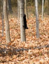 Melanistic Eastern Gray Squirrel Heading Down Tree Royalty Free Stock Photo