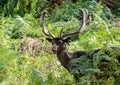 A melanistic fallow deer stag in a park