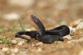 Melanistic male adder