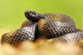 Melanistic nikolskii adder closeup Royalty Free Stock Photo