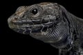 Melanistic Ocellated lizard (Timon lepidus)